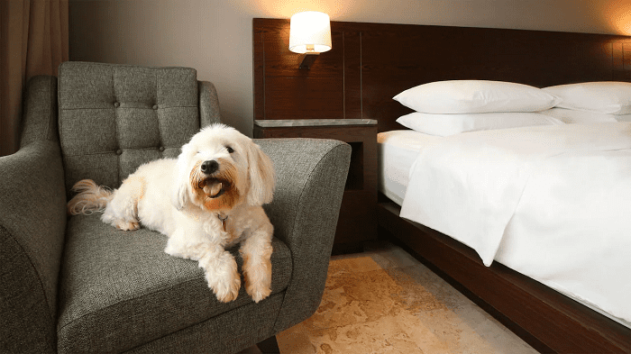 Pet Friendly Rooms in Luxury Hotel in Nainital